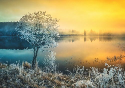 First Frost