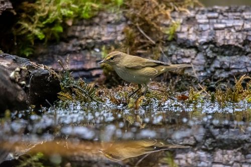 Common Chiffchaff
