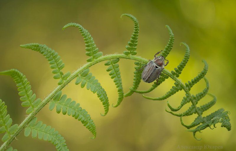 Майский Жукphoto preview