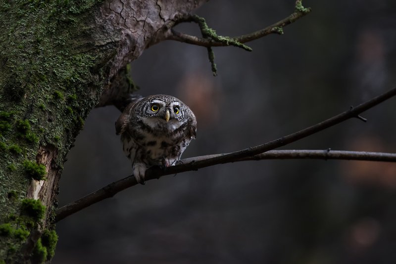 pygmyowl, воробьиный сычик, дикаяприрода, animals, autumn, birds, forest, nature, owl, predator, wildlife, животные, лес, осень, природа, птицы, сова, сычик, хищник Воробьиный сычик перед атакойphoto preview