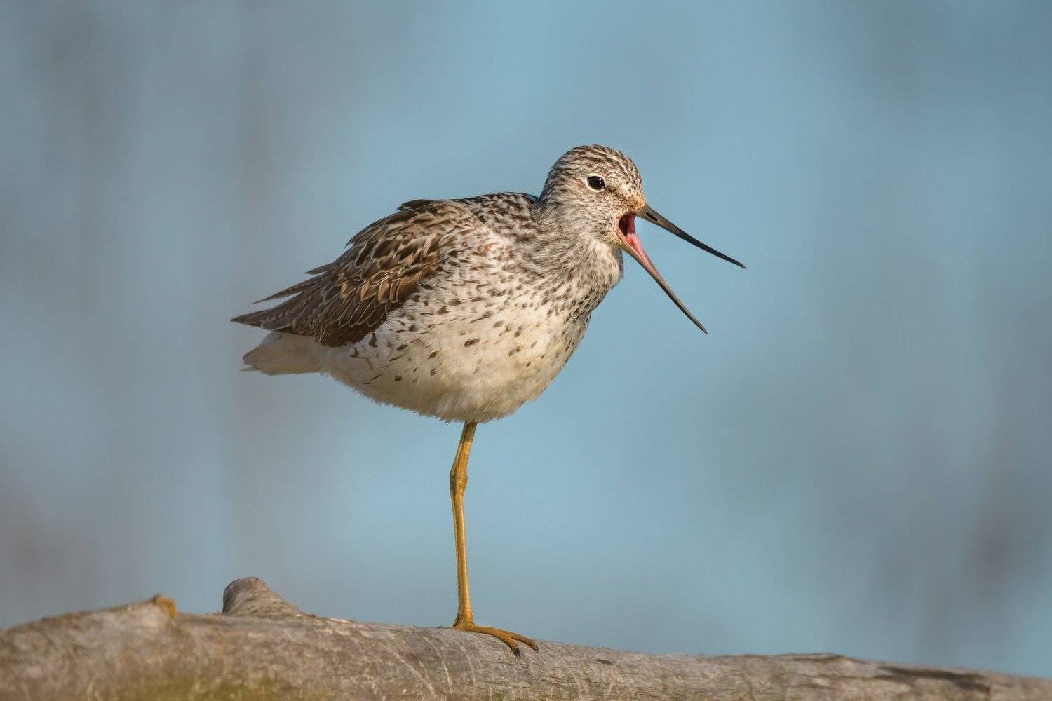 Большой улит,Tringa nebularia,птица зевает, птица с длинным клювом, весна, птицы Подмосковья, утро мая, Ксения Соварцева