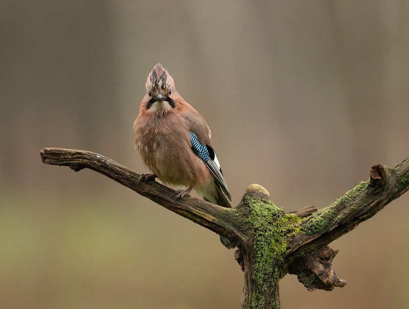 Модная причёскаphoto preview