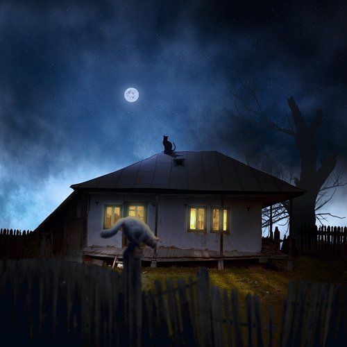 The cat who stare at moon II