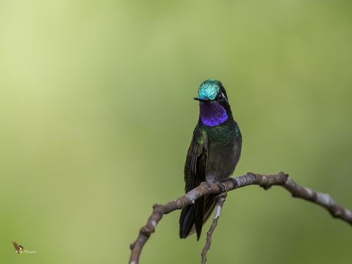 Purple-throated Mountain-gem