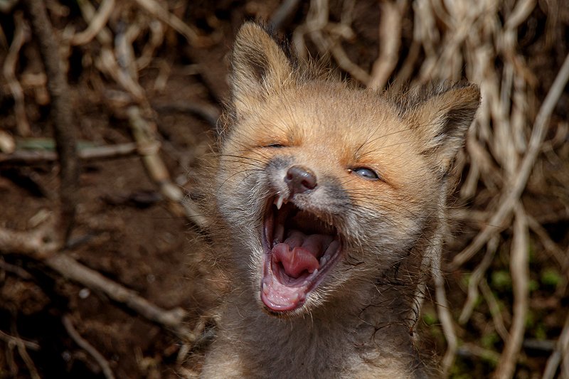 Камчатка, лиса, животные, природа, путешествие, фототур Белый клыкphoto preview