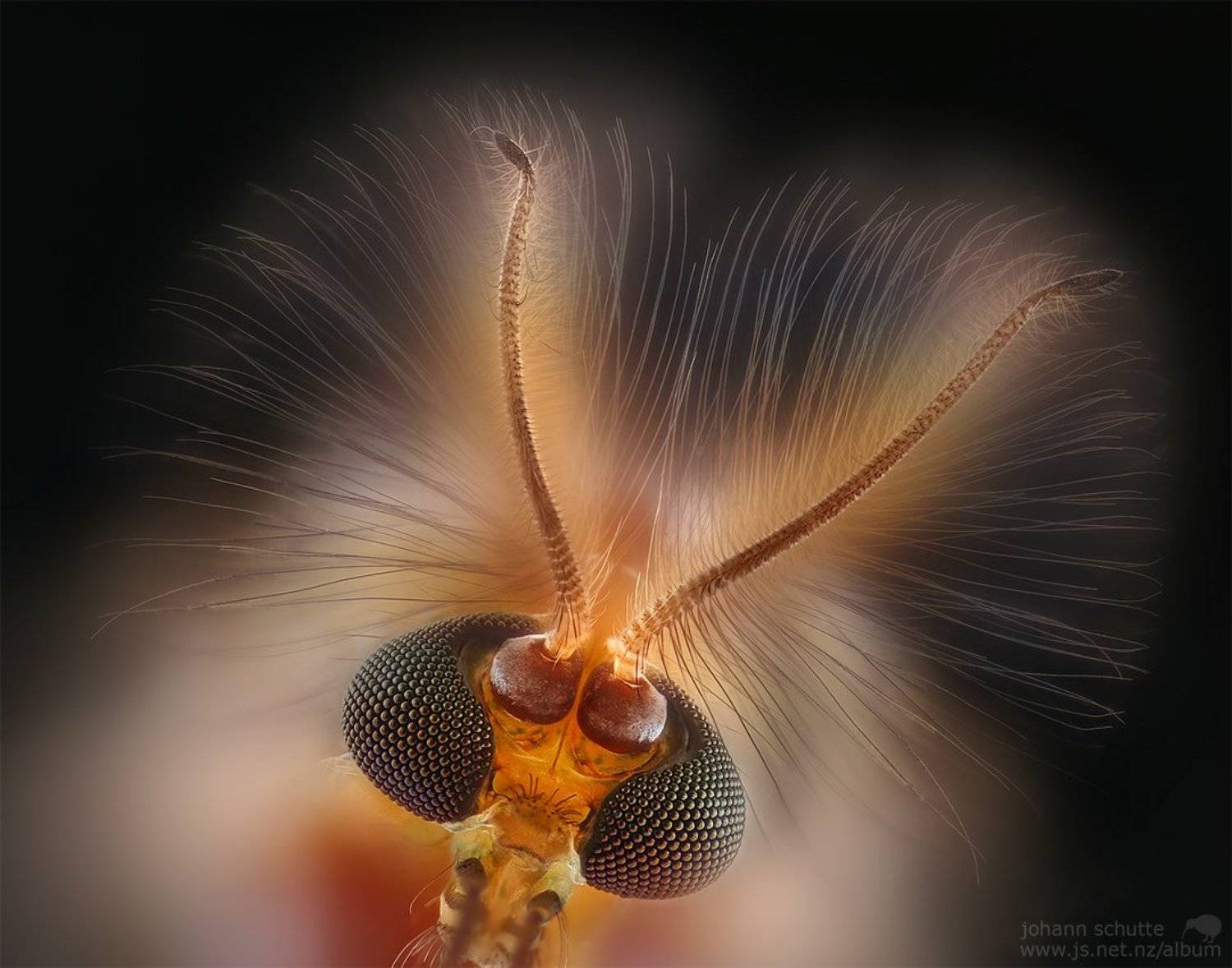 Johann Schutte www.js.net.nz/album insect midge mosquito macro, Johann Schutte