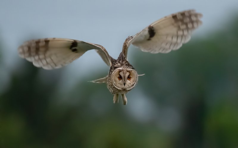 Ушастая сова (Asio otus)photo preview