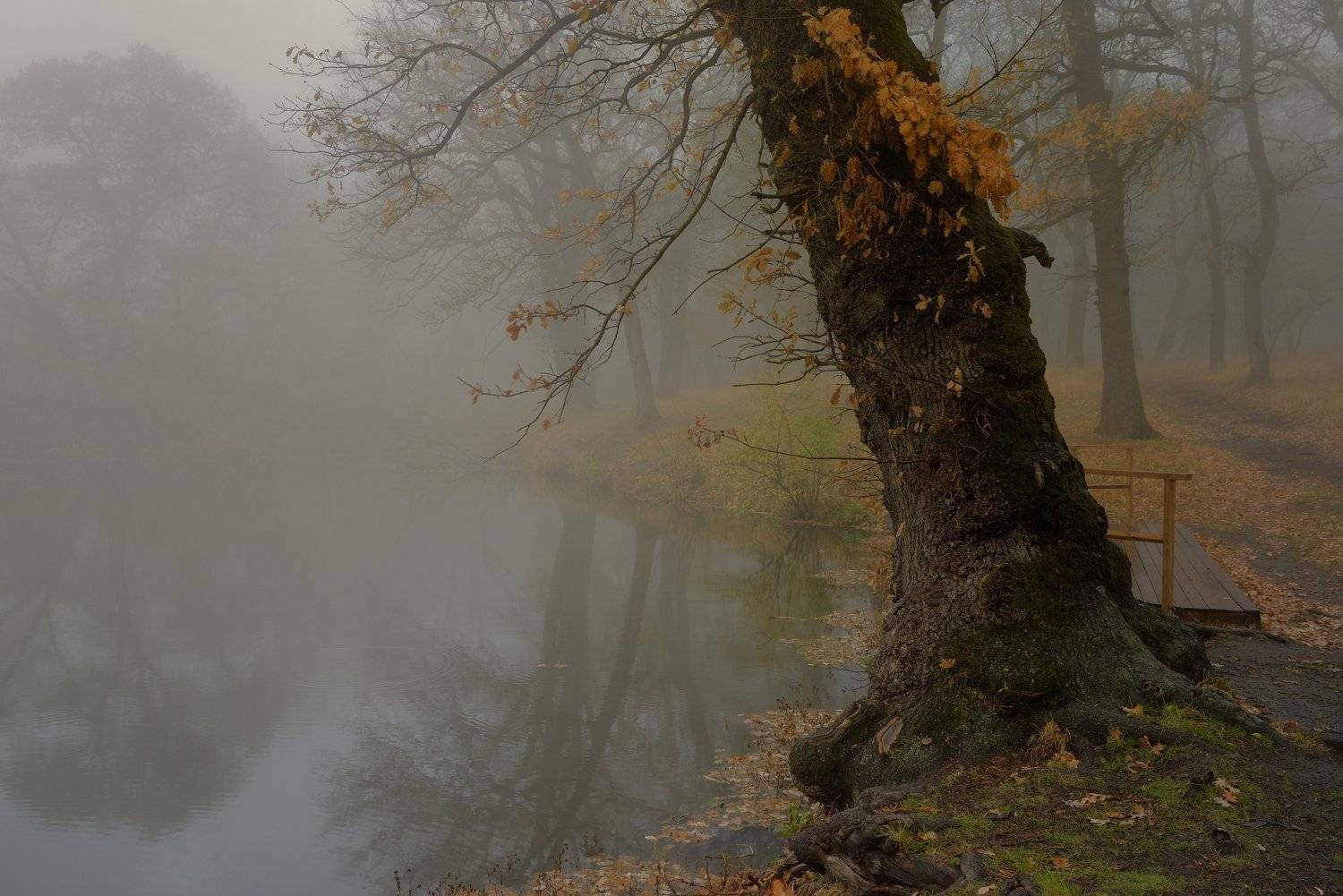 Старый дуб. Автор: Александр Жарников осень листва утро лес туман пруд дуб, Александр Жарников