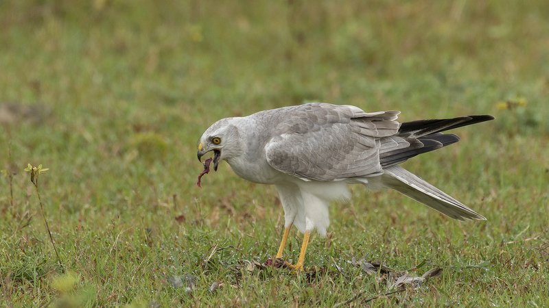 wildlife, birds, harriers Pallid Harrierphoto preview