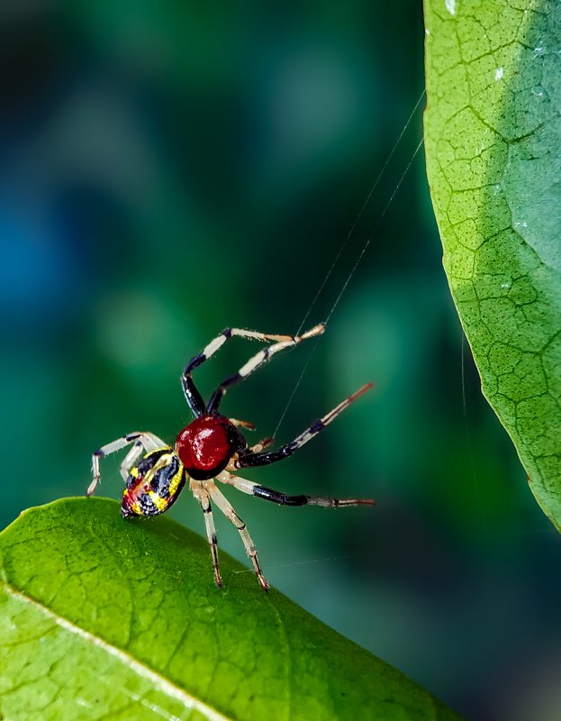 macro Crab spiderphoto preview