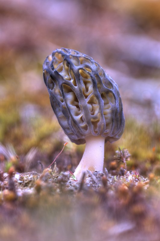 Инопланетяне :)photo preview