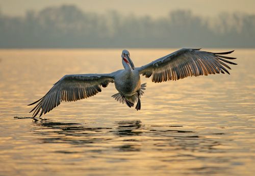 Dalmatian pelican
