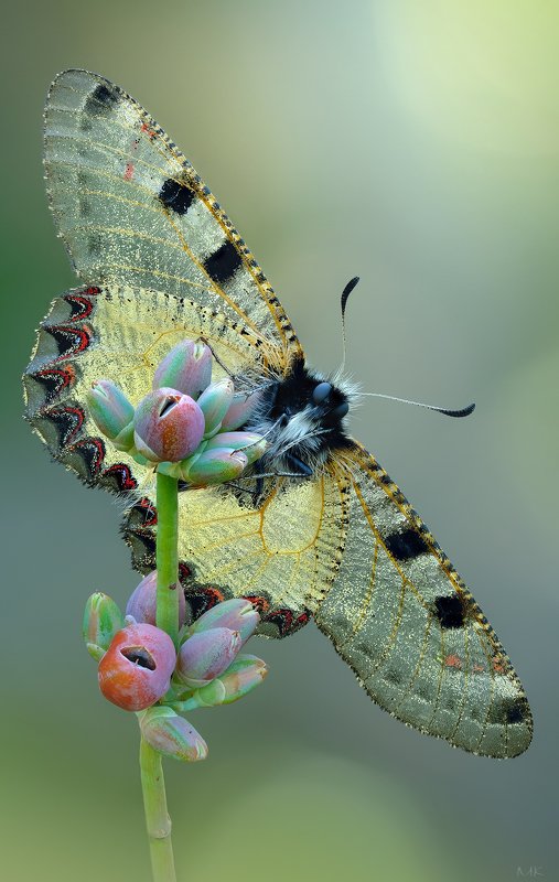 семейство парусников, archon apollinus Про парусники  картинкаphoto preview