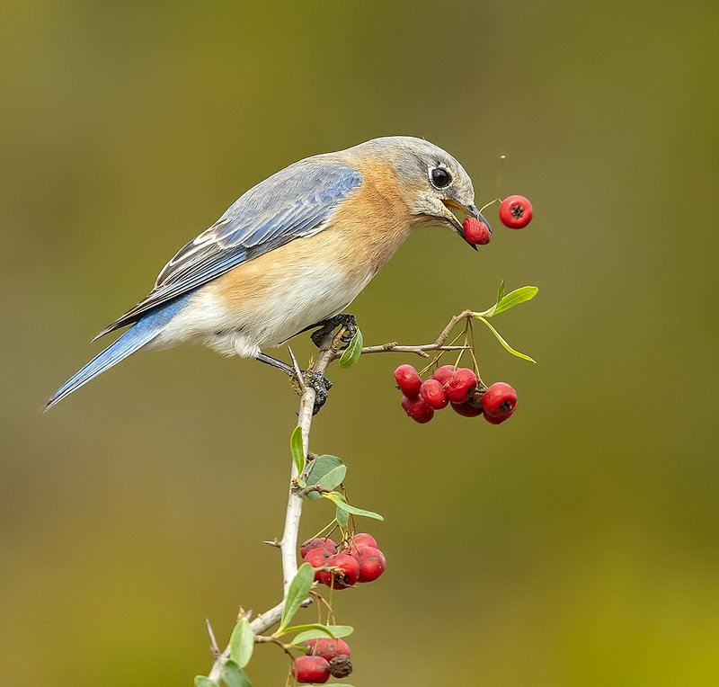 восточная сиалия, eastern bluebird,bluebird Eastern Bluebird female -Восточная сиалия (самка)photo preview