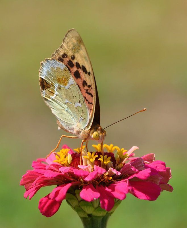 Краски лета...photo preview