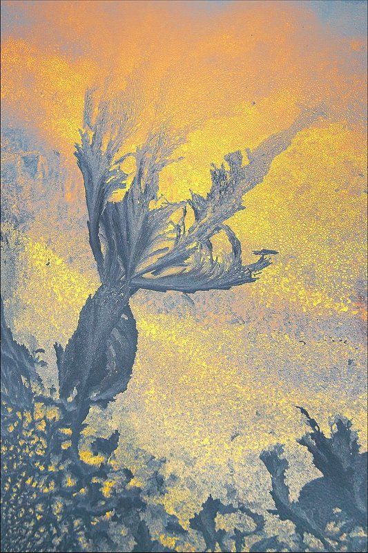 Цветок морозаphoto preview