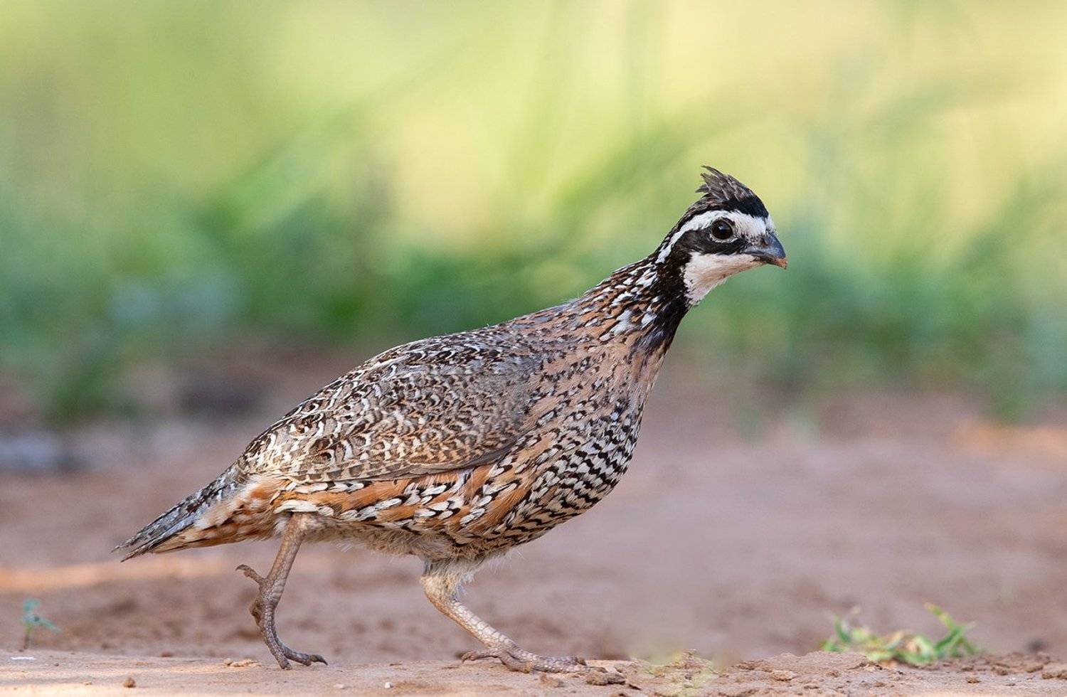 Northern Bobwhite - Виргинская американская куропатка. Автор: Elizabeth Etkind northern bobwhite, виргинская американская куропатка, американская куропатка,техас, Elizabeth Etkind
