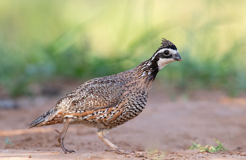 northern bobwhite, виргинская американская куропатка, американская куропатка,техас Northern Bobwhite - Виргинская американская куропаткаphoto preview