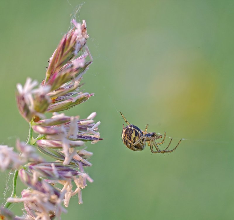 макро, паук Сбежал...photo preview