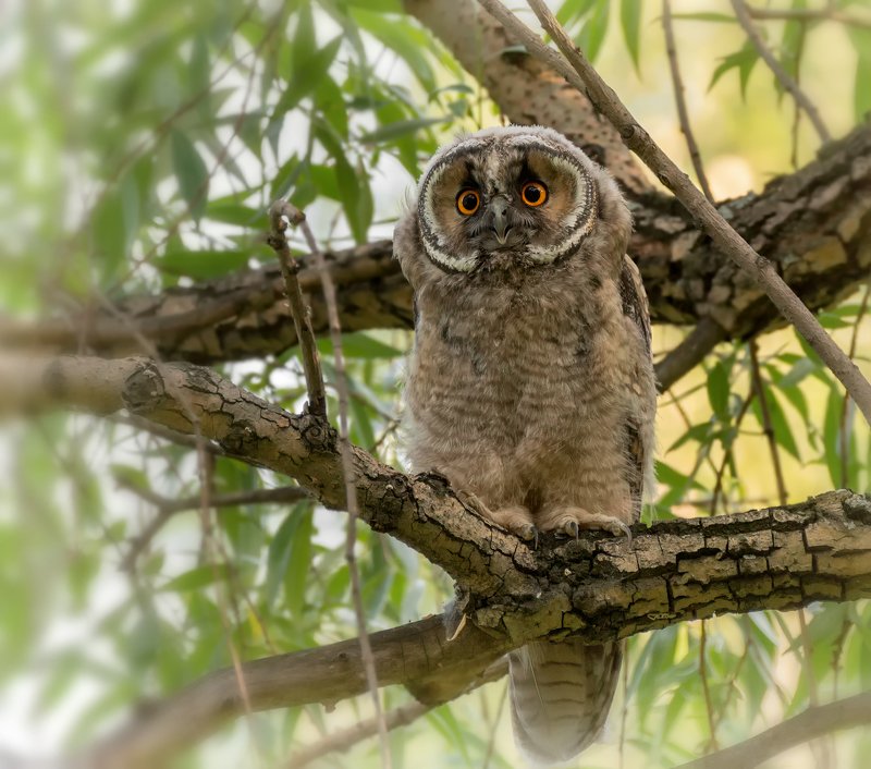 птица, сова, слёток, совёнок ушастой совы..photo preview