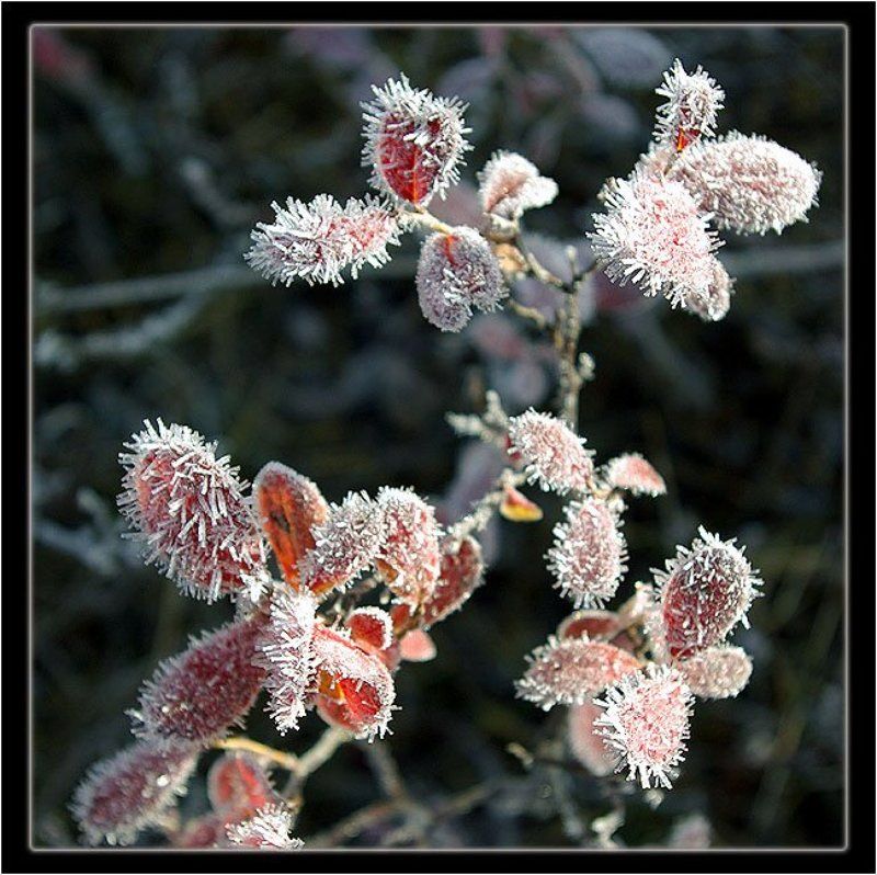 голубичник,изморозь Изморозьphoto preview