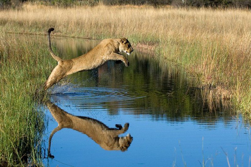 Прыжокphoto preview