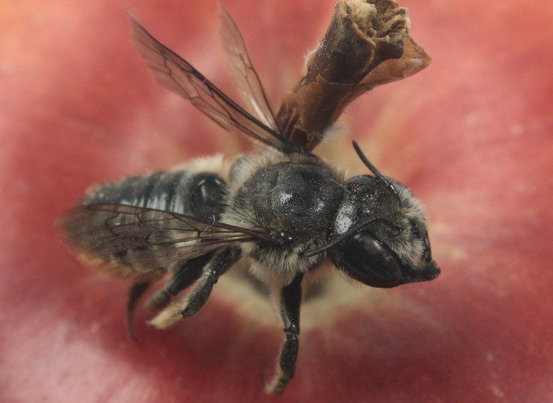 оса, яблоко, насекомое photo preview