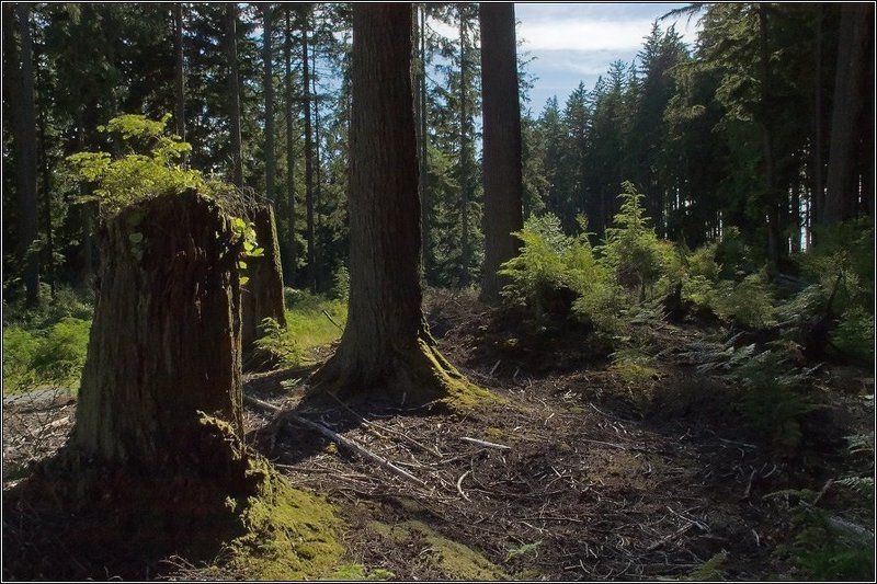 Грибное местоphoto preview