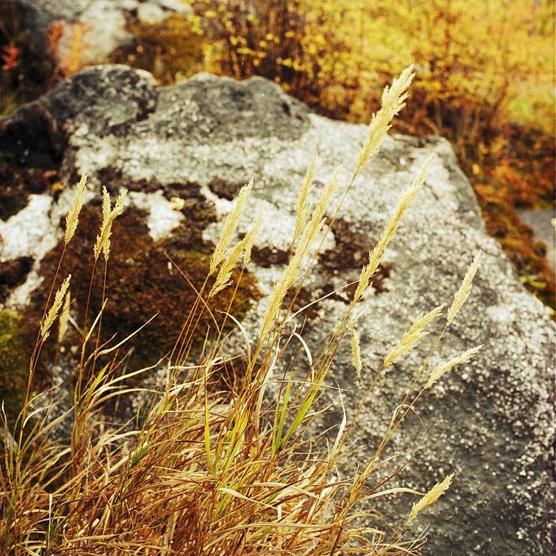 корова, шкура, камень, трава, осень Коровья шкураphoto preview