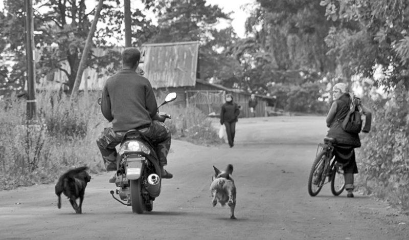 собаки,жизнь,мгновение,сюжет Погоняphoto preview