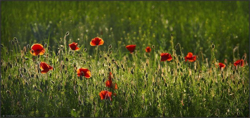 кавказ, пейзаж, маки Маки в контражуре..photo preview