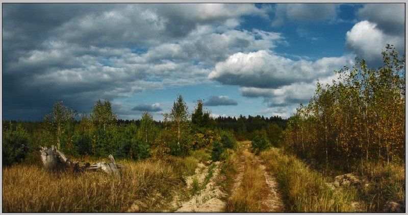 про лес и солнцеphoto preview