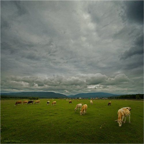 ДЕРЕВЕНСКОЕ...