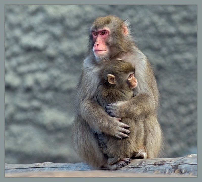 обезьяна,малыш Дитяткоphoto preview