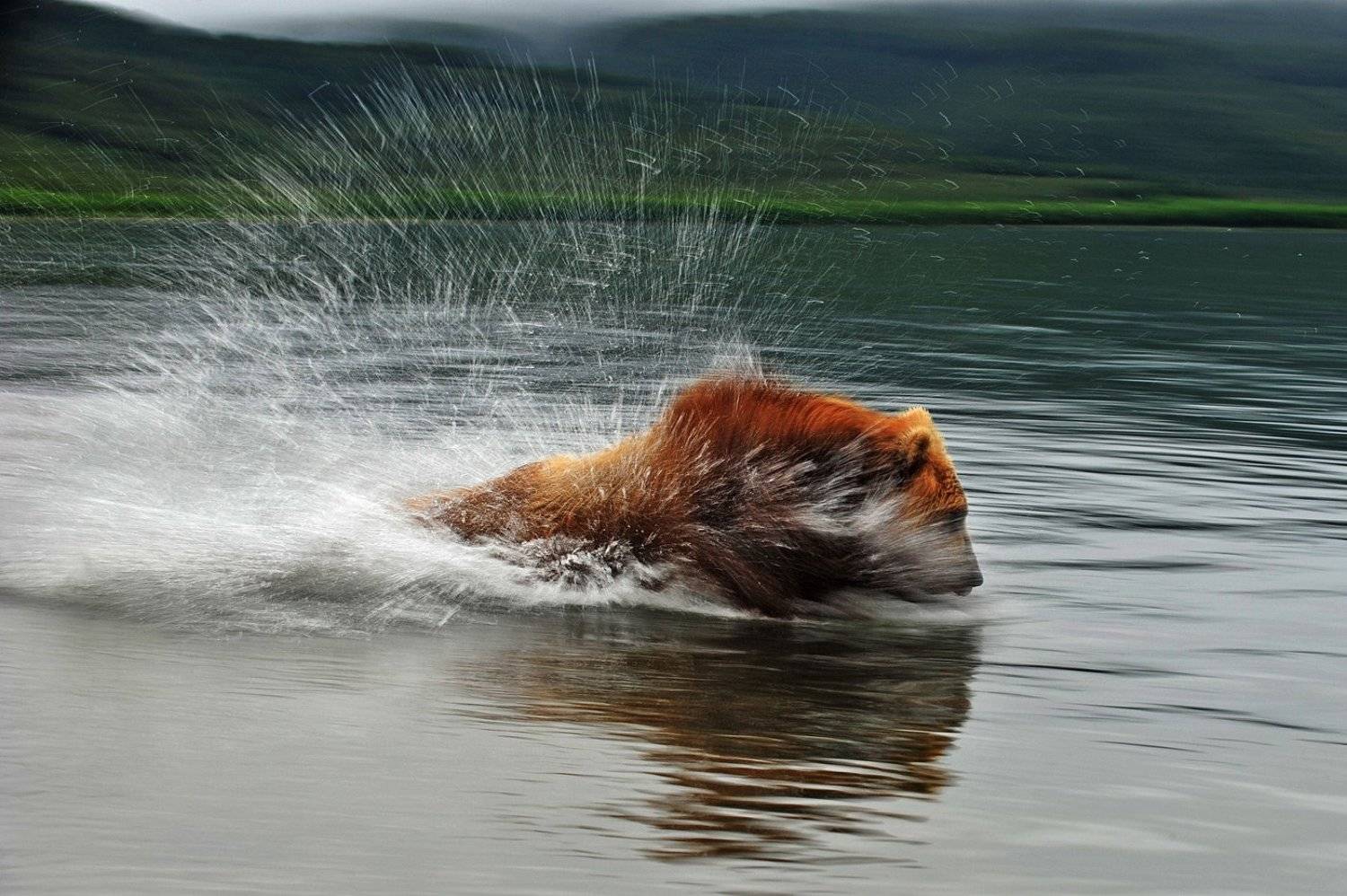 медведь, bear, горшков, gorshkov, Sergey Gorshkov