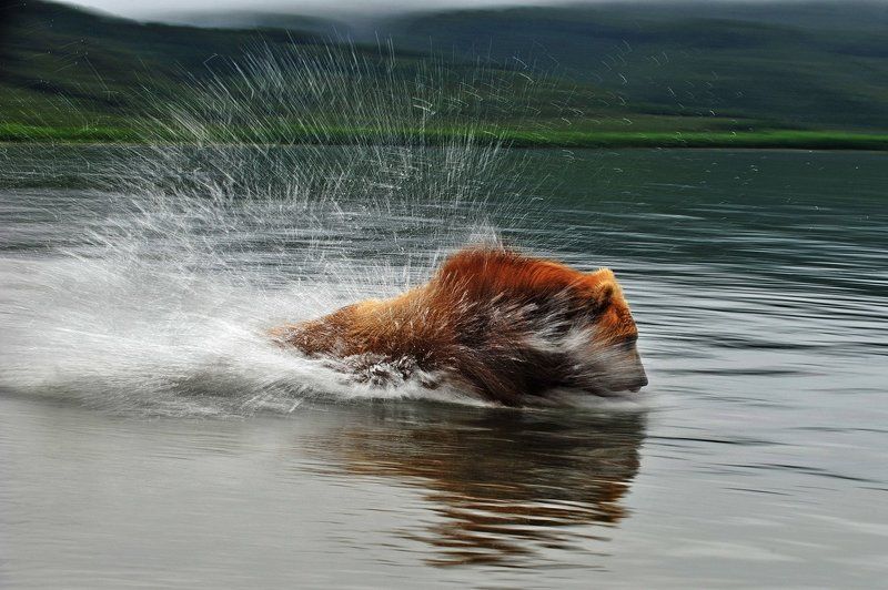 медведь, bear, горшков, gorshkov Погоняphoto preview