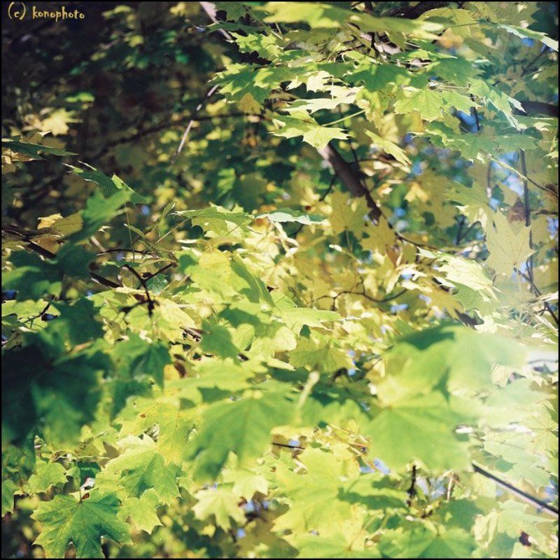 пленка, 6х6 _осеняя палитраphoto preview