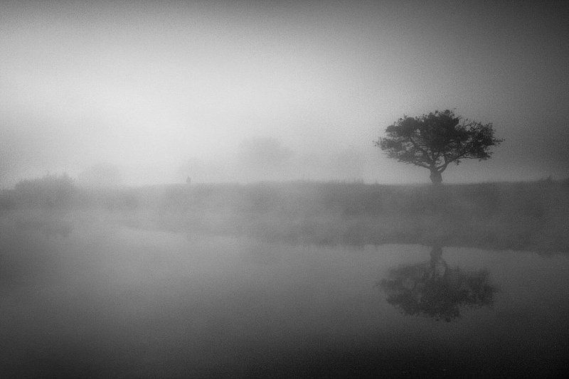 ежик, в, тумане Лошадка, ау....photo preview