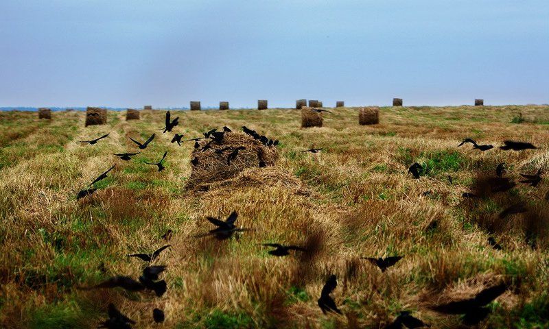 *** ***photo preview