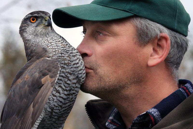 соколтетеревятник Нежностьphoto preview