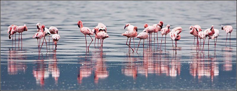 снова о фламинго..photo preview