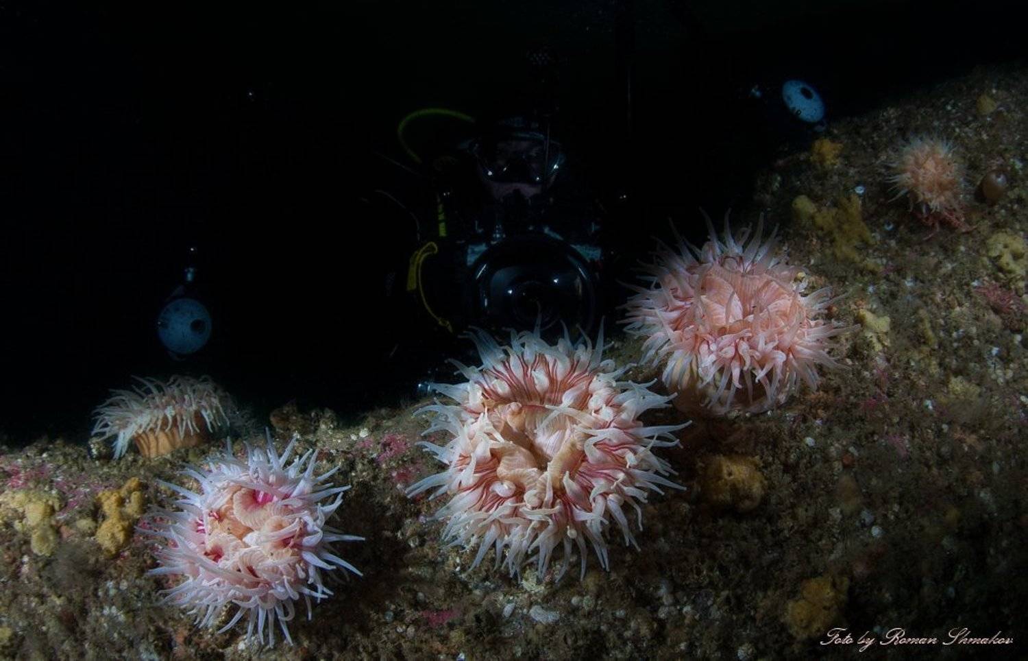 Смертельно розовый. Автор: Roman Shmakov , Roman Shmakov