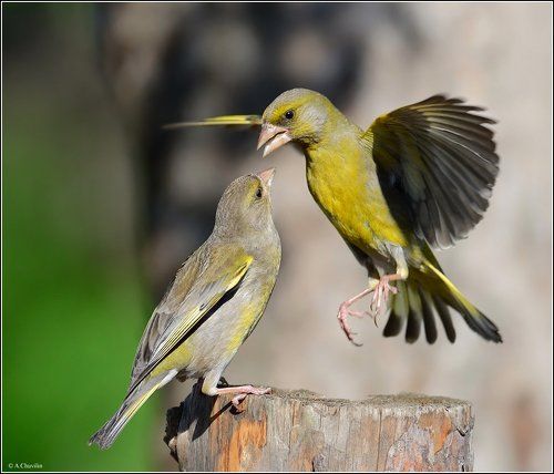 Дай я тебя в лоб поцелую )