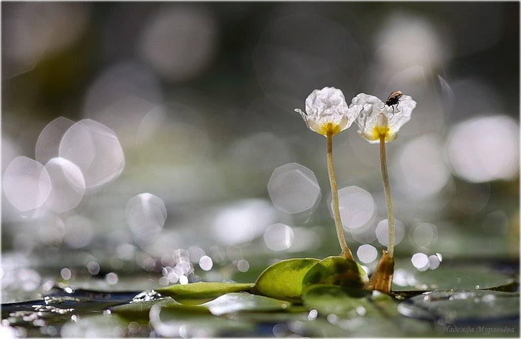 hydrocharis, morsus-ranae, водокрас, лягушачий, обыкновенный, лягушечник, Надежда Муравьёва