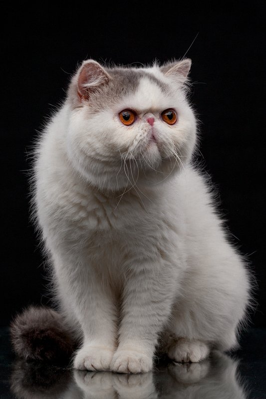 кот, студия, портрет, экзот Коржикphoto preview