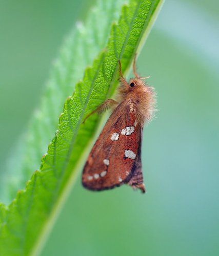 Бабочка Phymatopus hecta