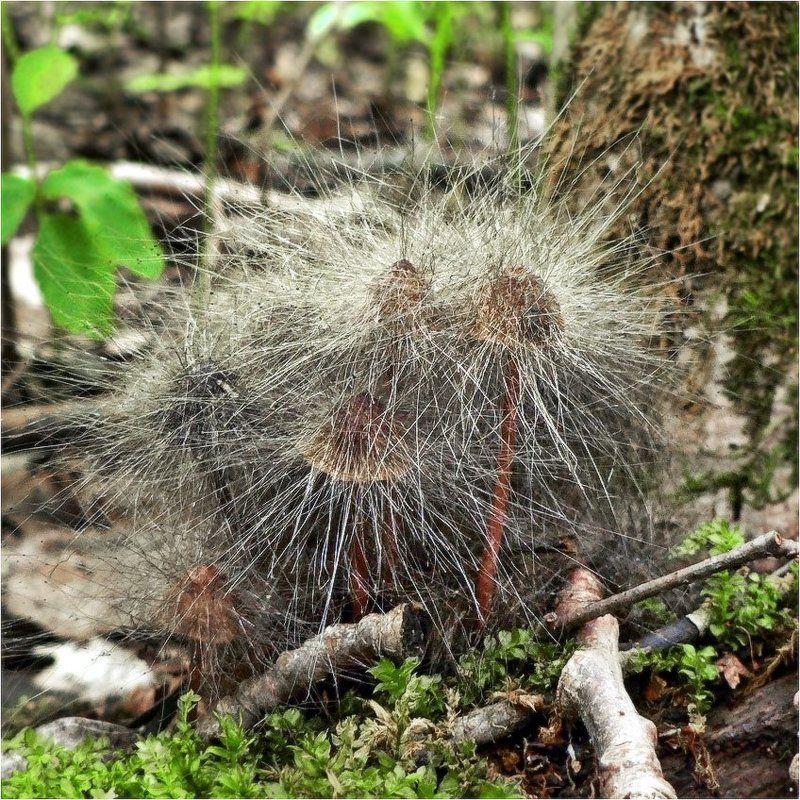 К нам не подходи!..photo preview