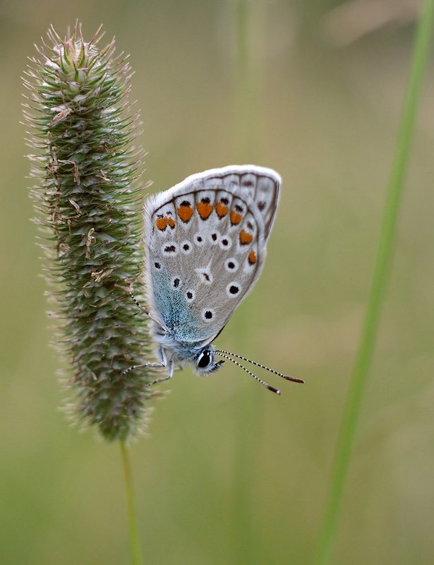 Голубянкаphoto preview