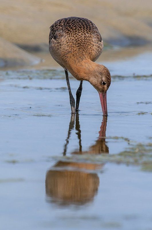 Большой веретенник (Limosa limosa).photo preview