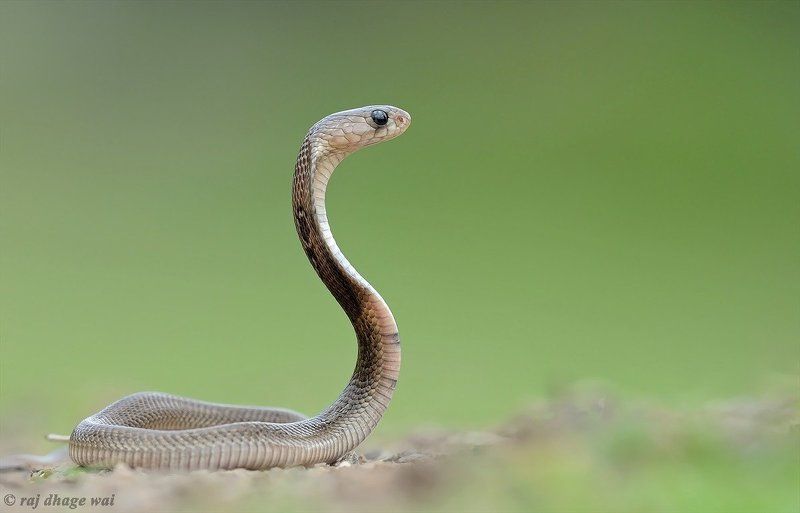 baby cobraphoto preview